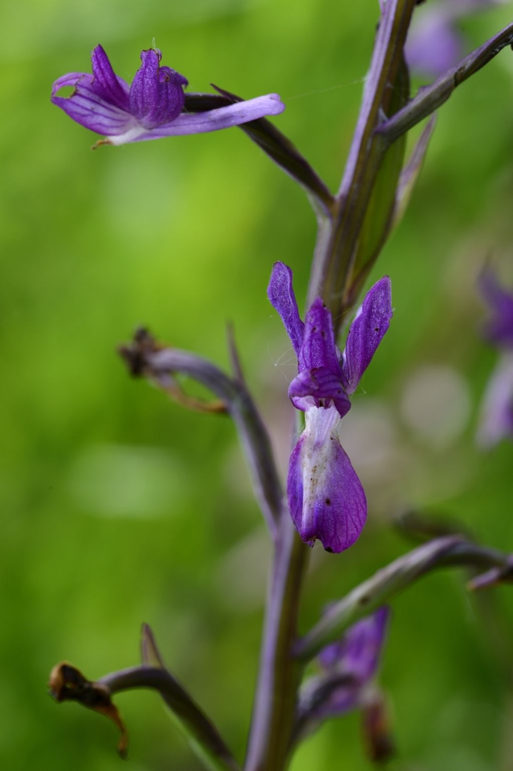 Anacamptis laxiflora